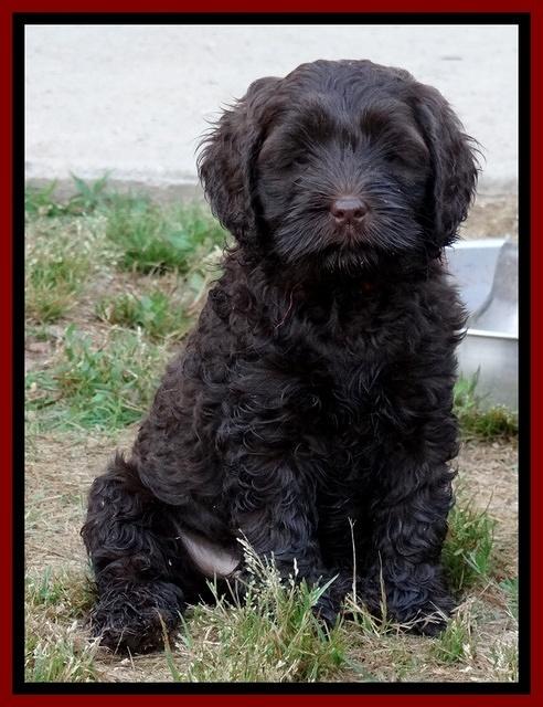 Mazie Blaze pups 7 weeks old 111