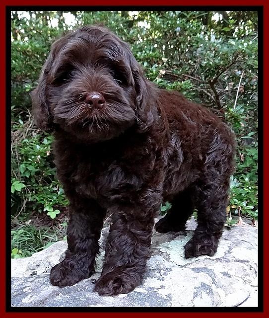 Mazie Blaze pups 8 weeks old 110