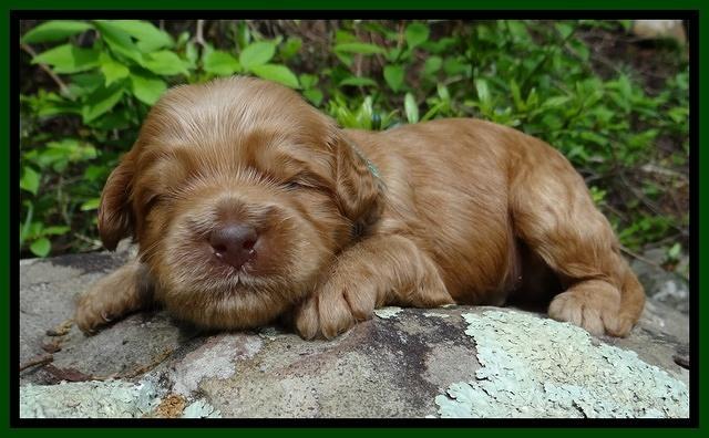 Mazie Blaze pups 2 wks old 121