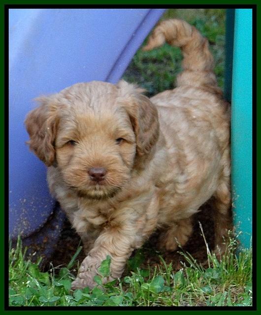 Mazie Blaze pups 6 wks old 231