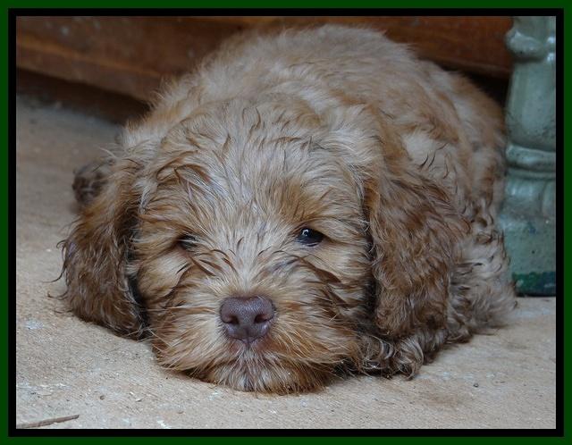 Mazie Blaze pups 7 weeks old 161