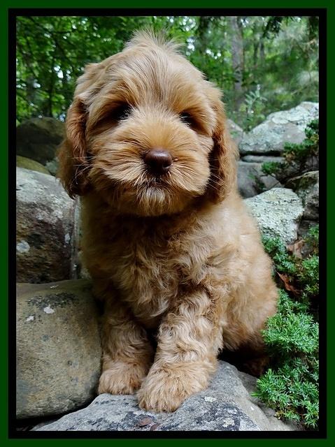 Mazie Blaze pups 8 weeks old  120