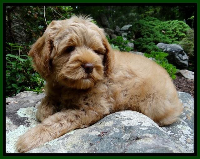 Mazie Blaze pups 8 weeks old  220