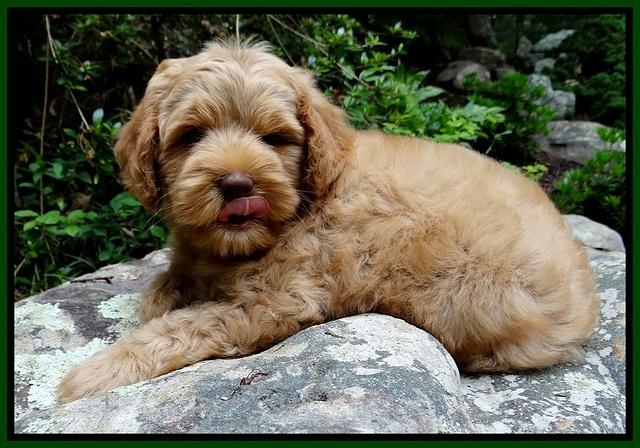 Mazie Blaze pups 8 weeks old  320