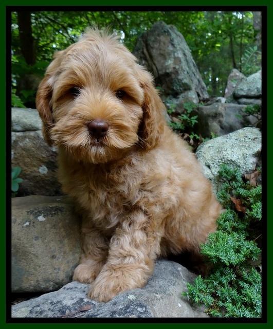 Mazie Blaze pups 8 weeks old  420