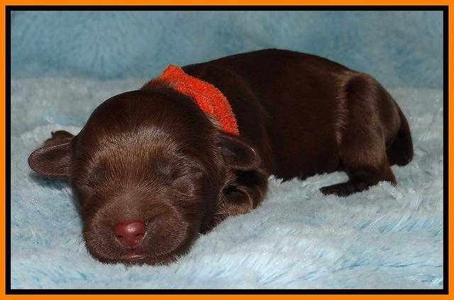 Mazie Blaze pups 1 day old 91