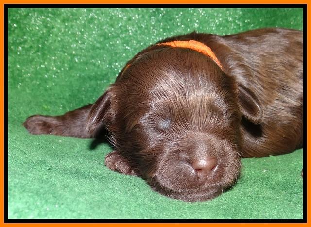 Mazie Blaze pups 1 wk old 131