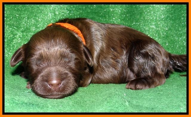 Mazie Blaze pups 1 wk old 141