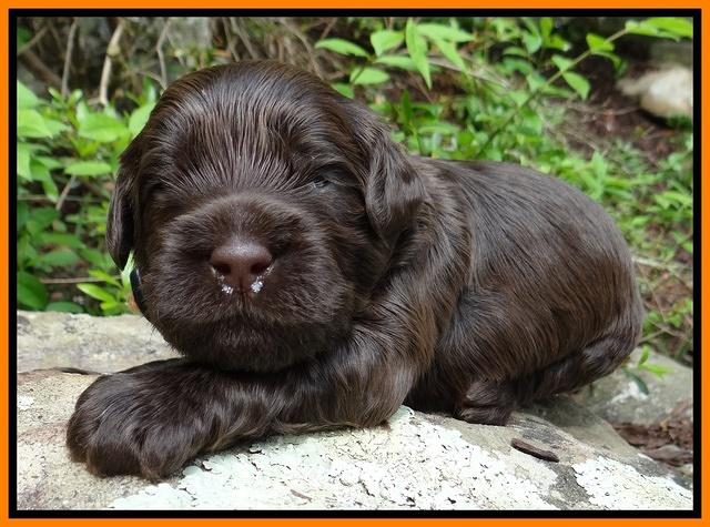 Mazie Blaze pups 2 wks old 141