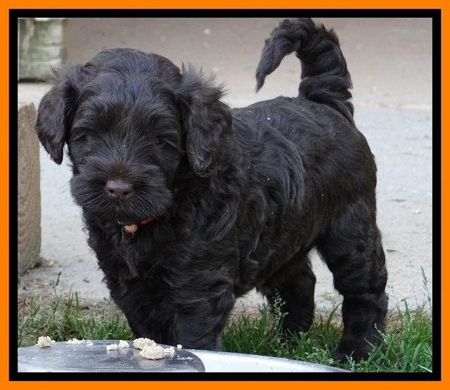 Mazie Blaze pups 5 wks old 23