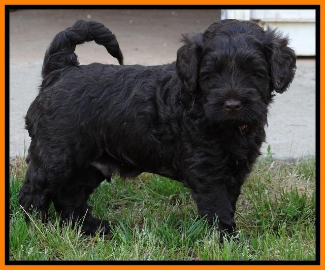 Mazie Blaze pups 5 wks old 33