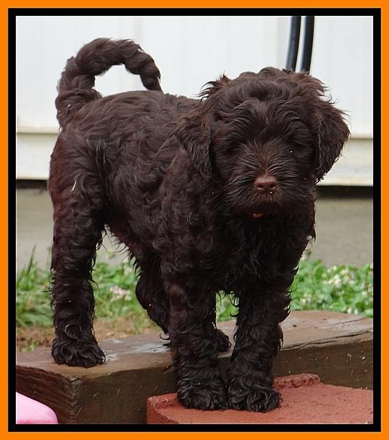 Mazie Blaze pups 7 weeks old 181