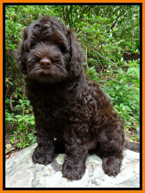 Mazie Blaze pups 8 wks old 41