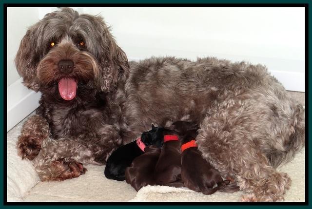 Mazie Blaze pups 1 day old 111