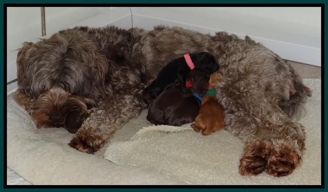 Mazie Blaze pups 1 day old 121