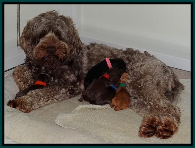 Mazie Blaze pups 1 day old 141