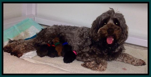 Mazie smile with pups.
