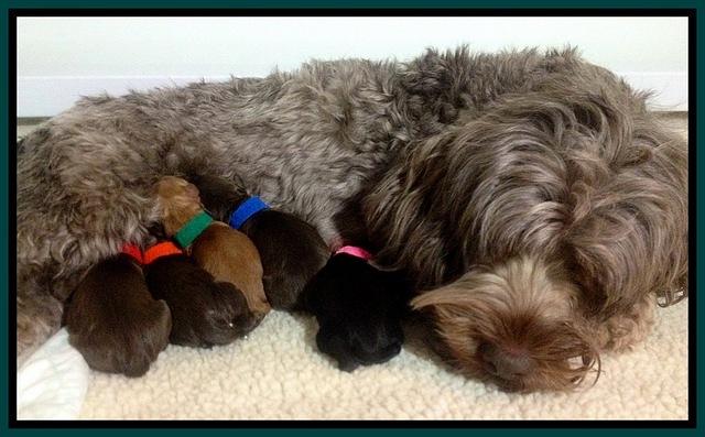 Mazie snubble with newborn pups