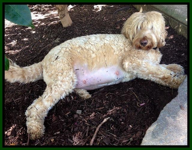 Dulcie day 60 preg 2 Ruler