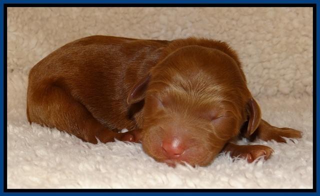 Dulcie Ruler pups 1 day old 11