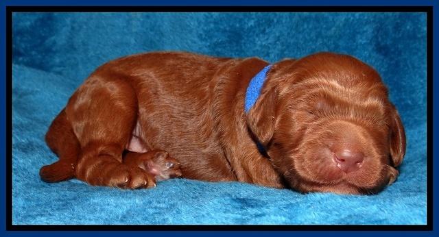 Dulcie Ruler pups 1 wk old 11