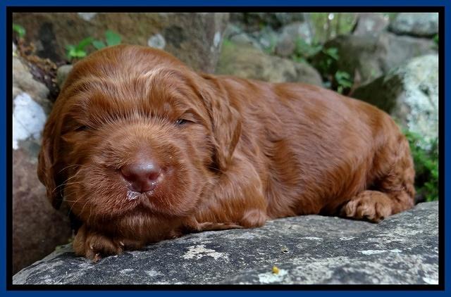 Dulcie Ruler pups 2 wks old 21