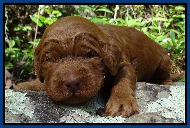 Dulcie Ruler pups 2 wks old 61