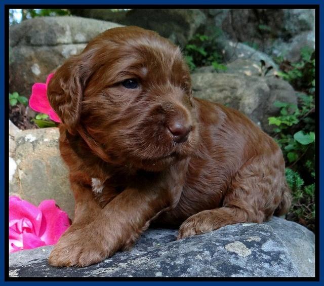 Dulcie Ruler pups 3 wks old 31