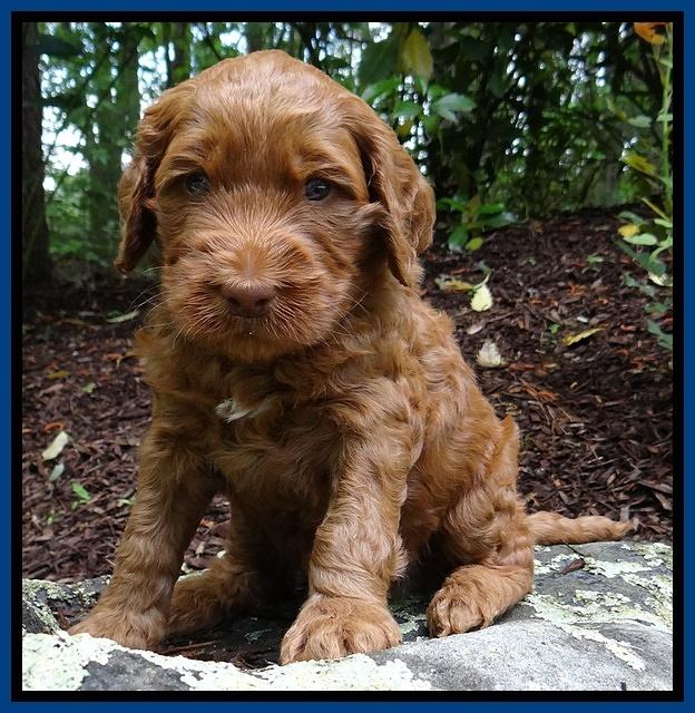 Dulcie Ruler pups 4 wks old 11