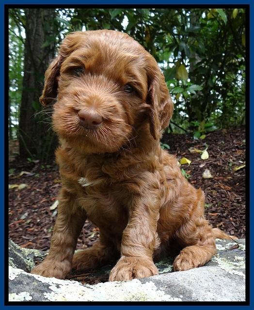 Dulcie Ruler pups 4 wks old 21