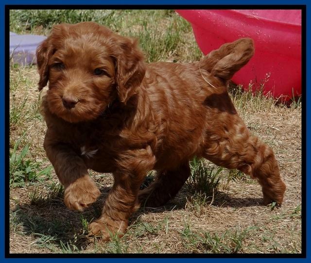 Dulcie Ruler pups 5 weeks old 11