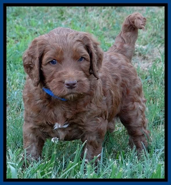 Dulcie Ruler pups 5 weeks old 41