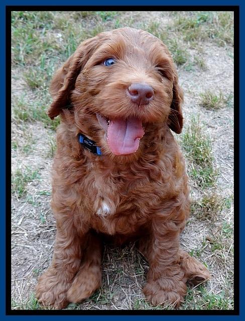 Dulcie Ruler pups 6 wks old 41