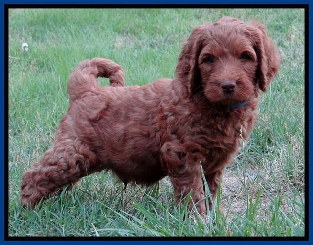 Dulcie Ruler pups 6 wks old 61