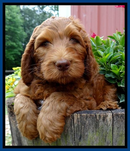 Dulcie Ruler pups 7 weeks old 11