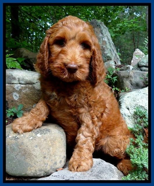 Dulcie Ruler pups 8 wks old 22