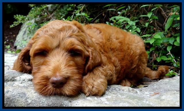 Dulcie Ruler pups 8 wks old 32