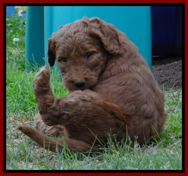 Dulcie Ruler pups 5 weeks old 111