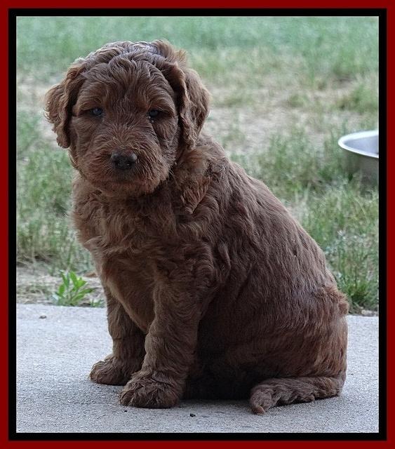 Dulcie Ruler pups 5 weeks old 91