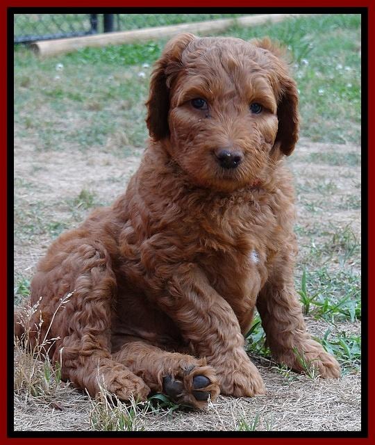 Dulcie Ruler pups 6 wks old 81