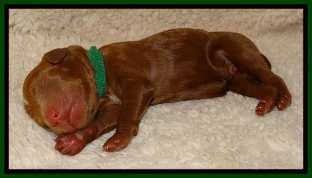 Dulcie Ruler pups 1 day old 51