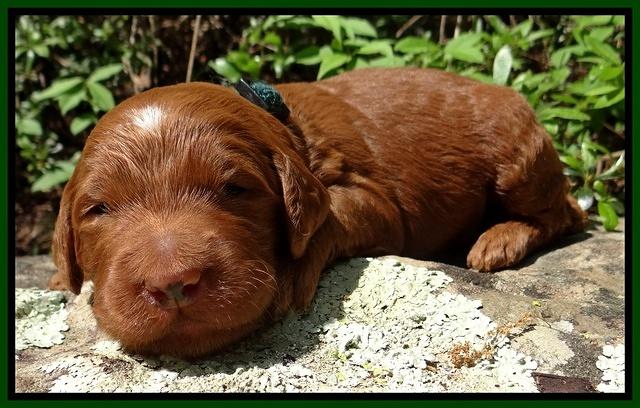 Dulcie Ruler pups 2 wks old 121
