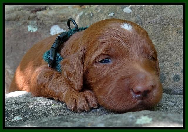 Dulcie Ruler pups 2 wks old 141