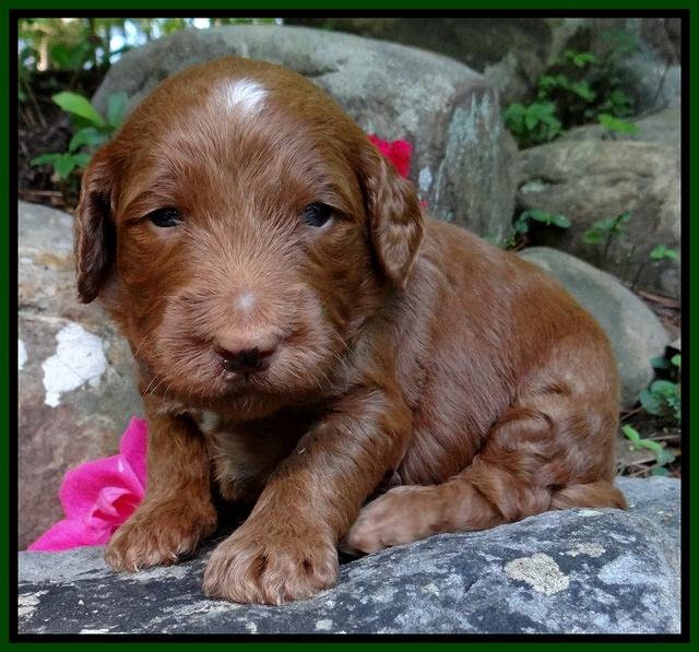 Dulcie Ruler pups 3 wks old 121
