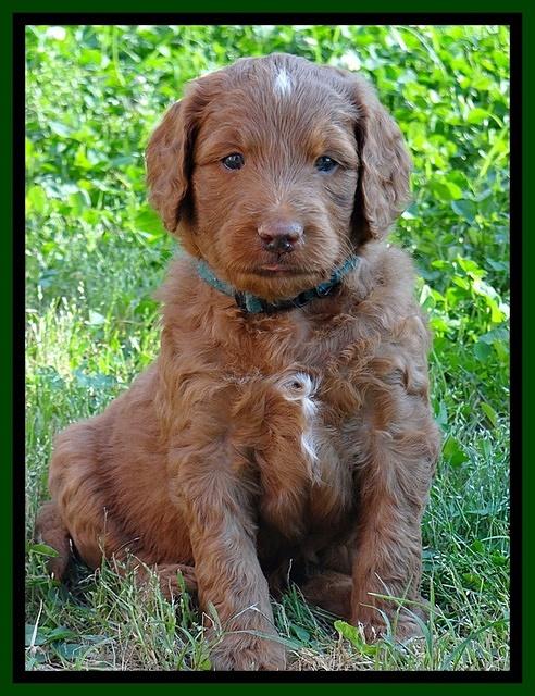 Dulcie Ruler pups 5 weeks old 141