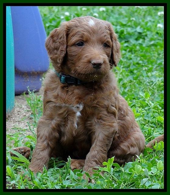 Dulcie Ruler pups 5 weeks old 171