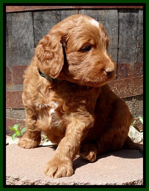 Dulcie Ruler pups 5 weeks old 181