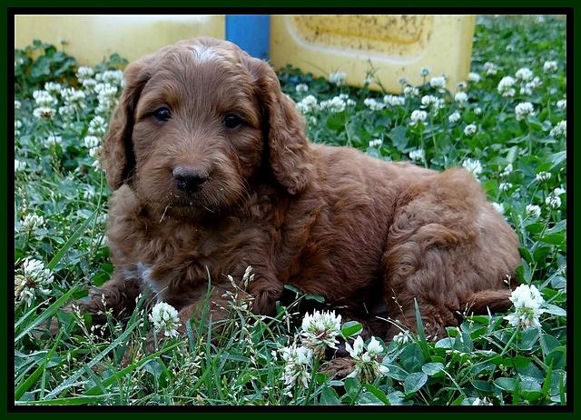 Dulcie Ruler pups 6 wks old 141