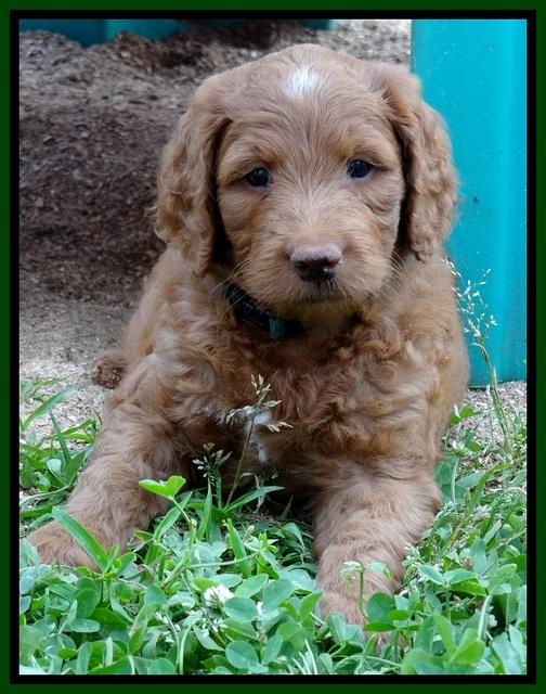 Dulcie Ruler pups 6 wks old 151