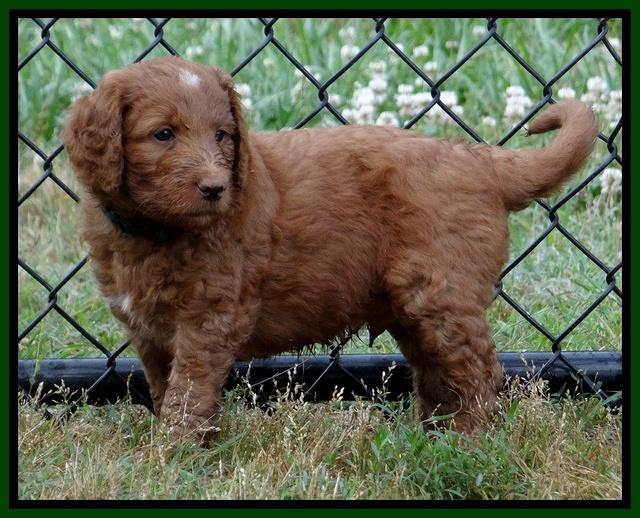 Dulcie Ruler pups 6 wks old 171